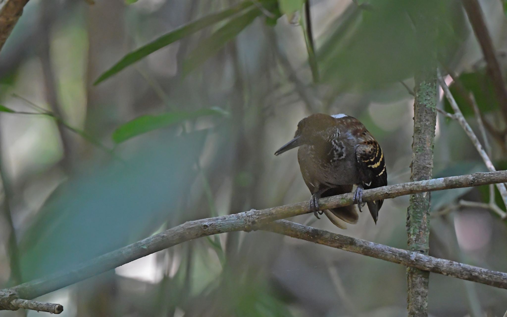 Wing-banded Antbird (Myrmornis torquata), photo 8