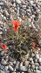 Papaver rhoeas