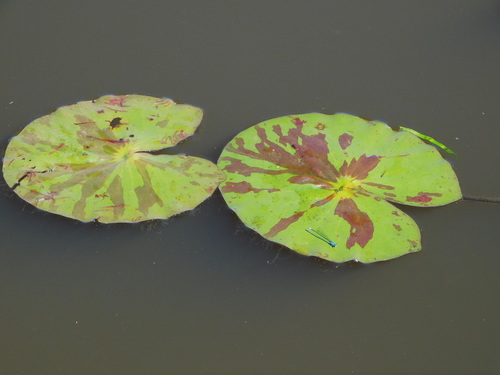 Nymphaea prolifera, photograph 1