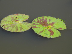 Nymphaea prolifera, photograph author not stated, no rights reserved