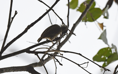 Bar-breasted Piculet (Picumnus aurifrons)