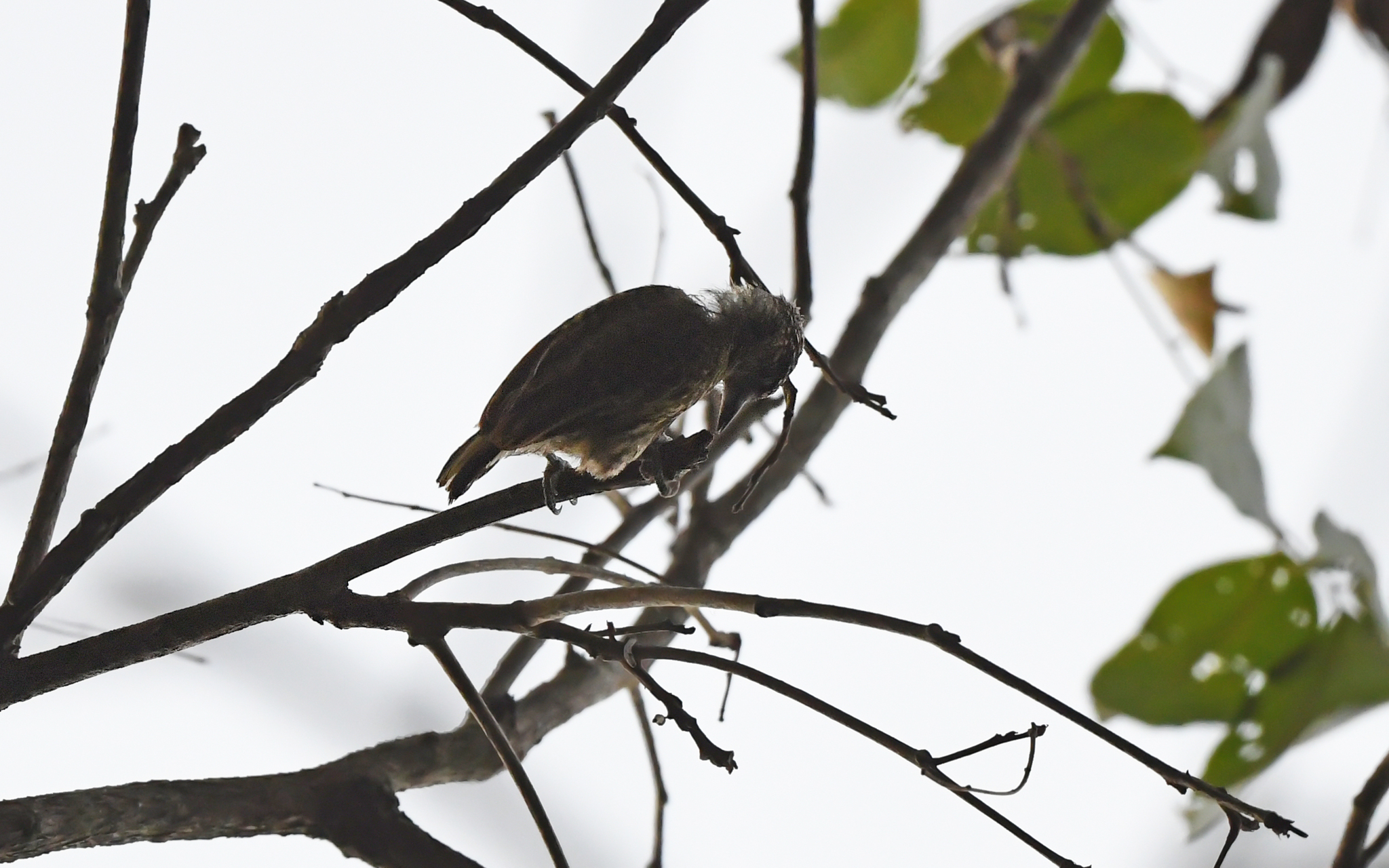 Bar-breasted Piculet (Picumnus aurifrons), photo 1