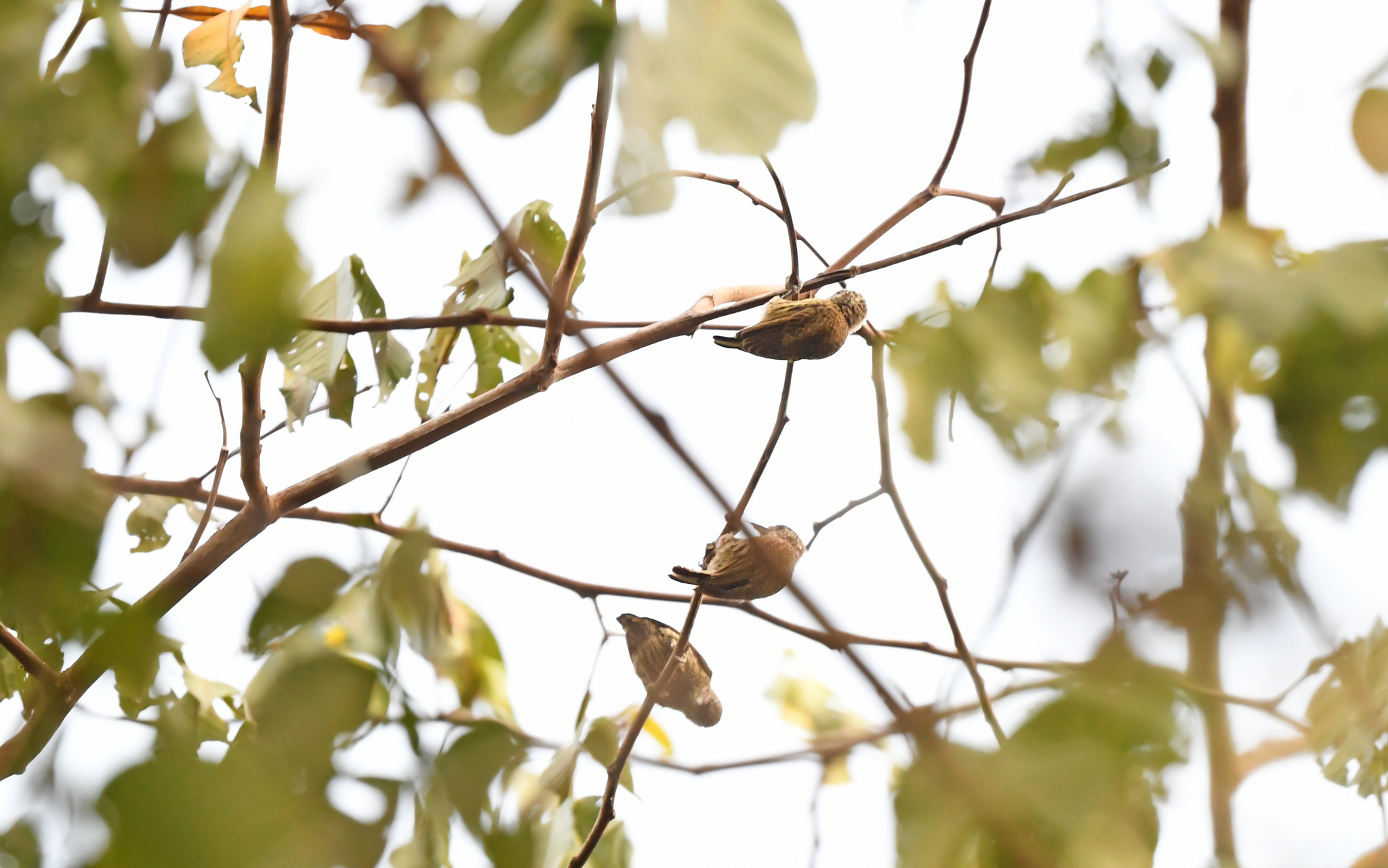 Bar-breasted Piculet (Picumnus aurifrons), photo 2