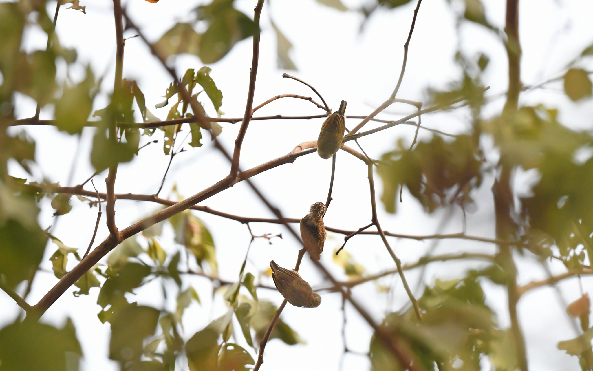 Bar-breasted Piculet (Picumnus aurifrons), photo 4