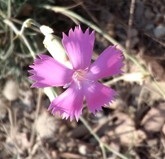 Dianthus caryophyllus