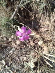 Dianthus caryophyllus