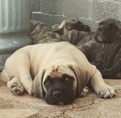 Canis familiaris