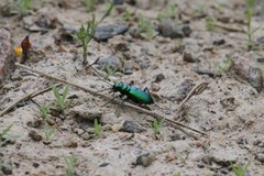 Cicindela denikei
