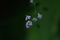 Galium