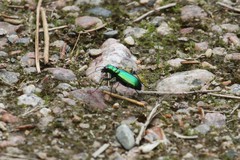 Cicindela denikei