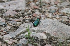 Cicindela denikei