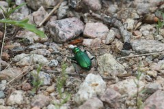Cicindela denikei