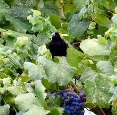 Ptiloxena atroviolacea