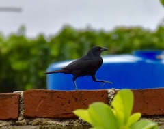 Ptiloxena atroviolacea