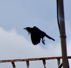 Ptiloxena atroviolacea