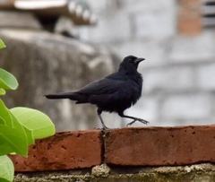 Ptiloxena atroviolacea