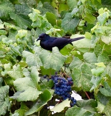 Ptiloxena atroviolacea