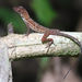 Many-scaled Anole - Photo (c) William Hull, some rights reserved (CC BY-NC), uploaded by William Hull