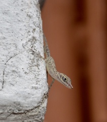 Anolis argenteolus