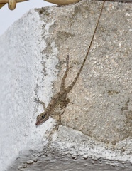 Anolis argenteolus