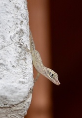 Anolis argenteolus