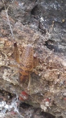 Ceuthophilus maculatus