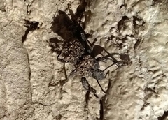 Scaurus striatus