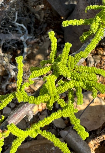 Operculicarya hyphaenoides