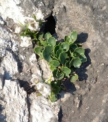 Campanula fragilis