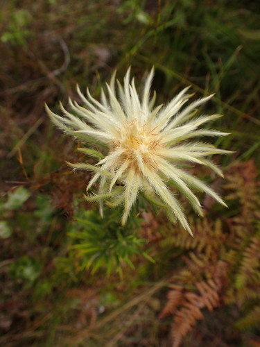 Image of Phylica pubescens by (c) agujaceratops, some rights reserved (CC BY)