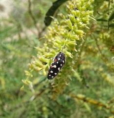 Acmaeodera gibbula