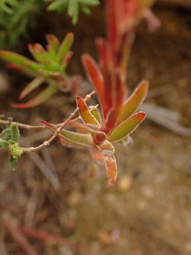 Image of Crassula obtusa by (c) agujaceratops, some rights reserved (CC BY)