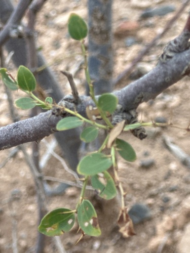 Image of Ziziphus lotus by (c) libby hepburn, some rights reserved (CC BY)