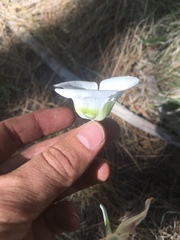Calochortus ambiguus