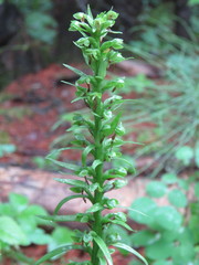 Dactylorhiza viridis virescens