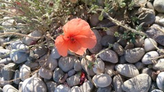 Papaver rhoeas