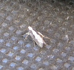 Agnippe prunifoliella