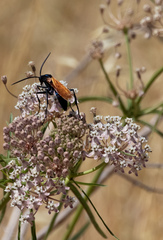 Pepsis pallidolimbata