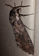 Manduca sexta