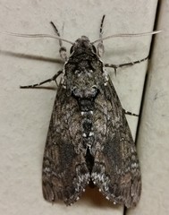 Manduca sexta