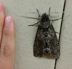 Manduca sexta