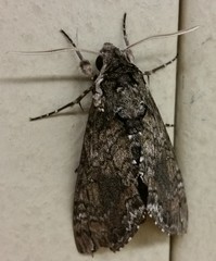 Manduca sexta