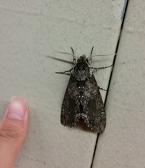 Manduca sexta