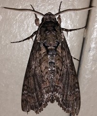 Manduca sexta