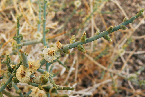 Halothamnus bottae