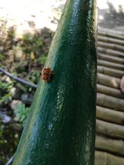 Podontia quatuordecimpunctata