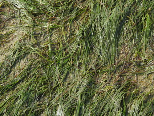 dwarf eelgrass