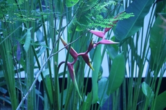 Heliconia × rauliniana