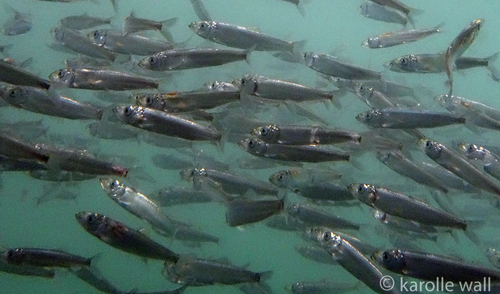 Pacific Herring