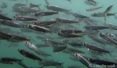 Pacific Herring photo 2